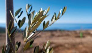 Čelebić Agrar - Olive branch