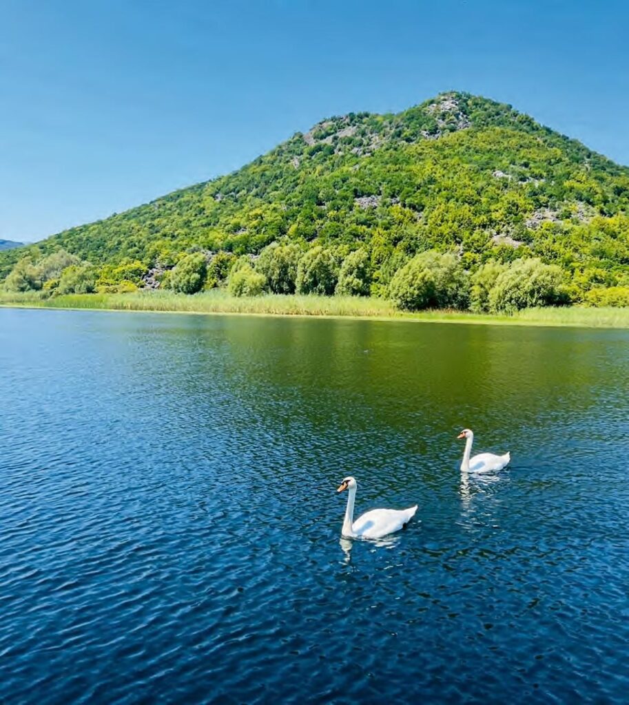 Dodoši - Swans in lake